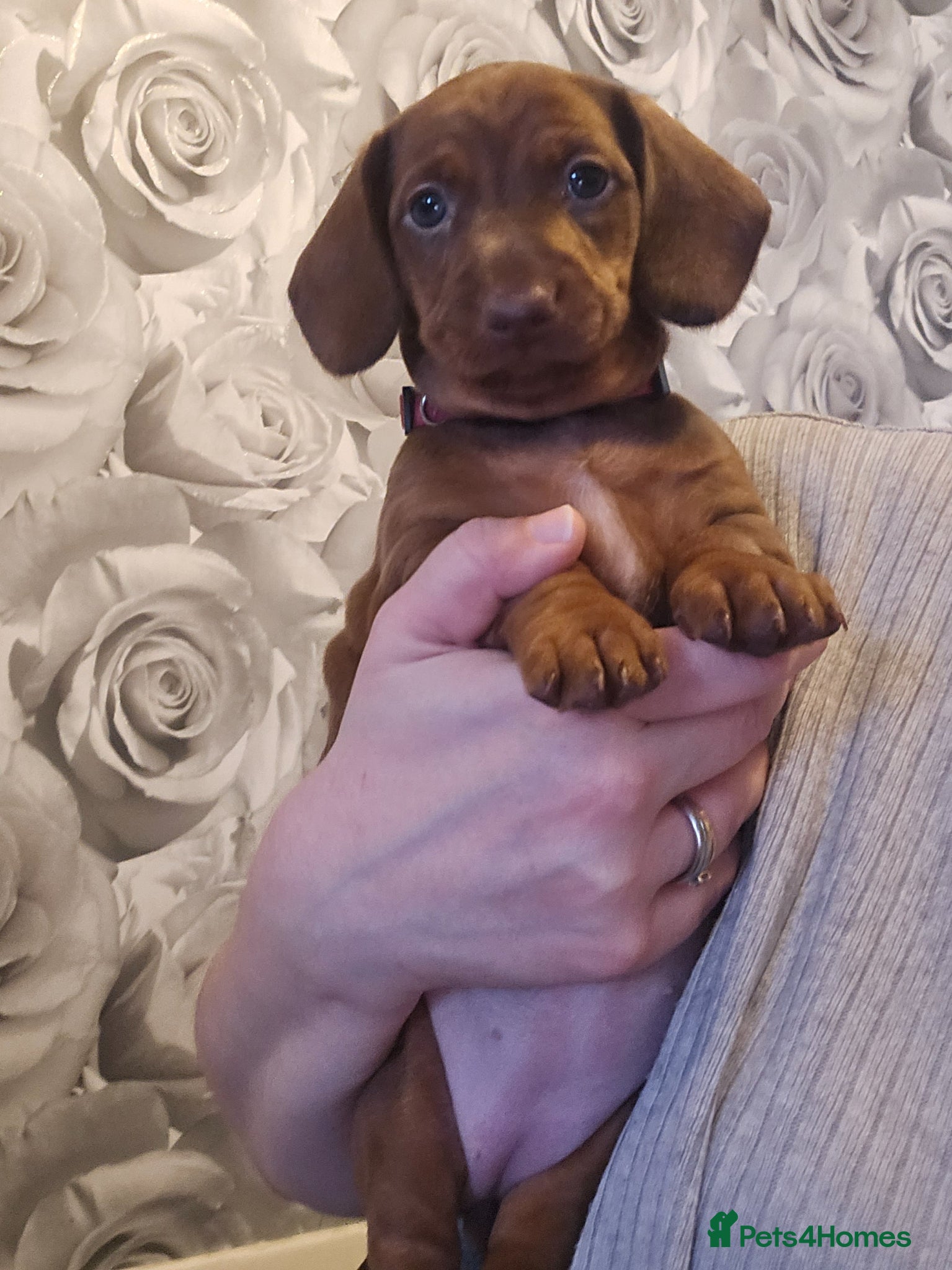 Dachshund dogs Beautiful Girl Dachshund Puppy - Advert 14