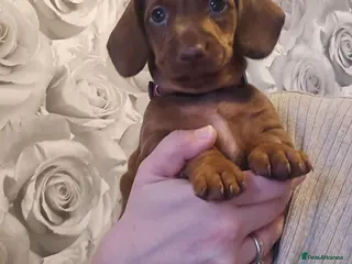 Dachshund dogs Beautiful Girl Dachshund Puppy - Advert 14