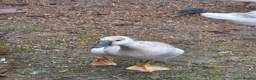 Geese poultry for sale: Trio of Geese ,  Ebden and Chinese goose. - Advert 3