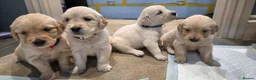 Golden Retriever dogs for sale: Golden Retrievers - Gwynedd  in Bangor - Advert 18