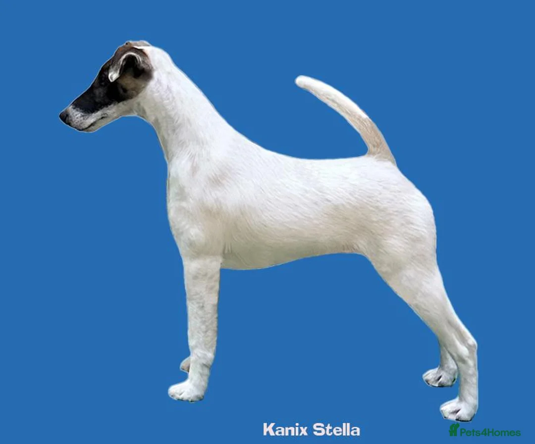Fox Terrier dogs for sale: Both parents are top winning pedigree dogs in Swindon - Advert 4