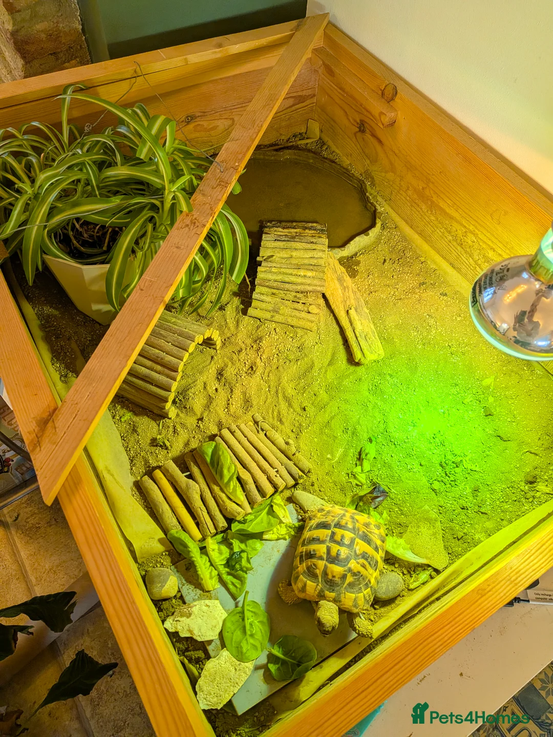 Tortoise reptiles for sale: 5 year old Hermann Tortoise and enclosure  - Advert 2