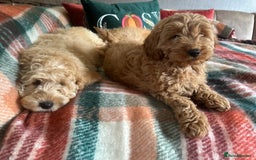 Cockapoo dogs for sale: Stunning cockapoos - Image 1