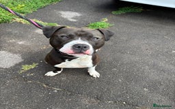 Staffordshire Bull Terrier dogs for adoption: Year old staffie boy available for adoption  - Image 1