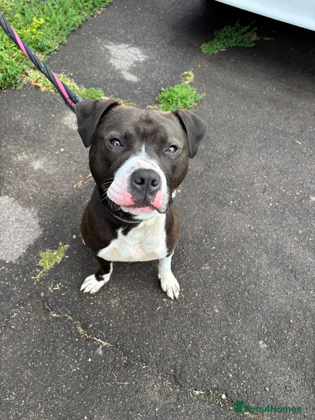 Staffordshire Bull Terrier dogs for adoption: Year old staffie boy available for adoption  - Image 1