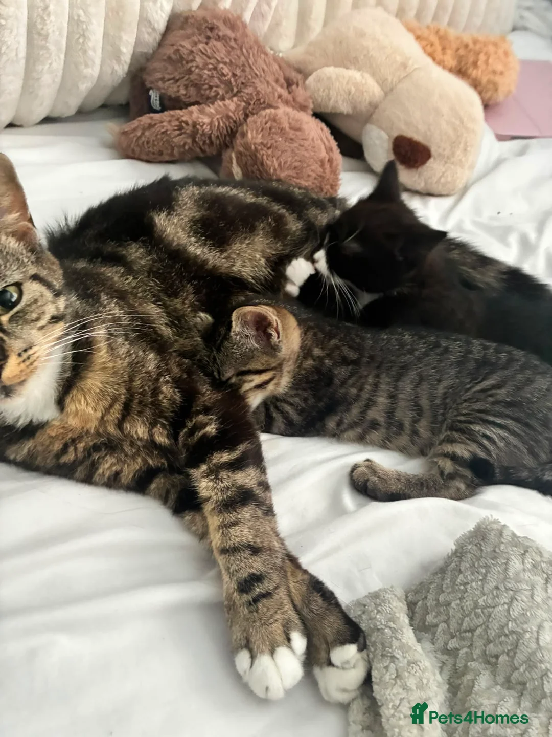Mixed Breed cats for sale: 2 adorable kittens for sale  in Liverpool - Advert 4