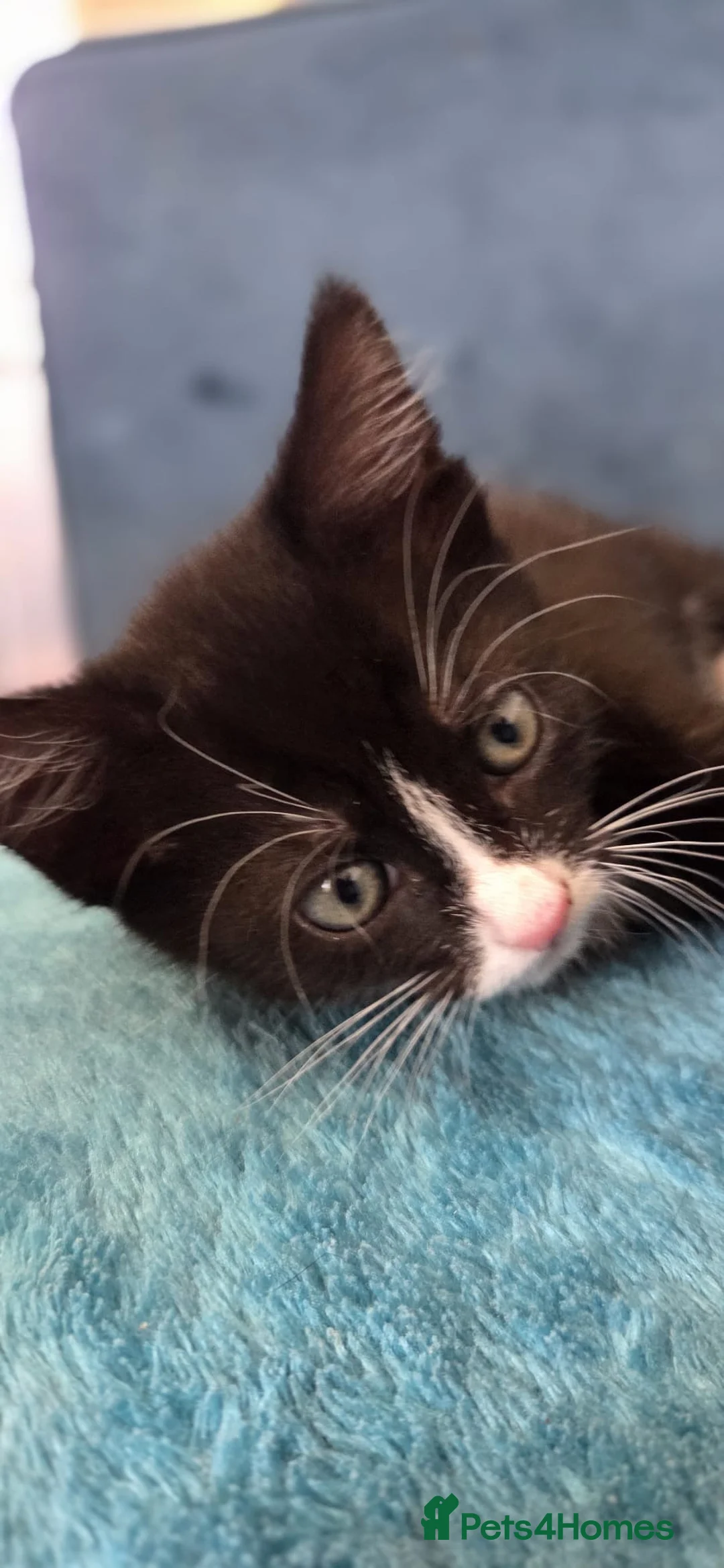 Domestic Shorthair cats for sale: 2 Beautiful loving male kittens need loving homes - Advert 2