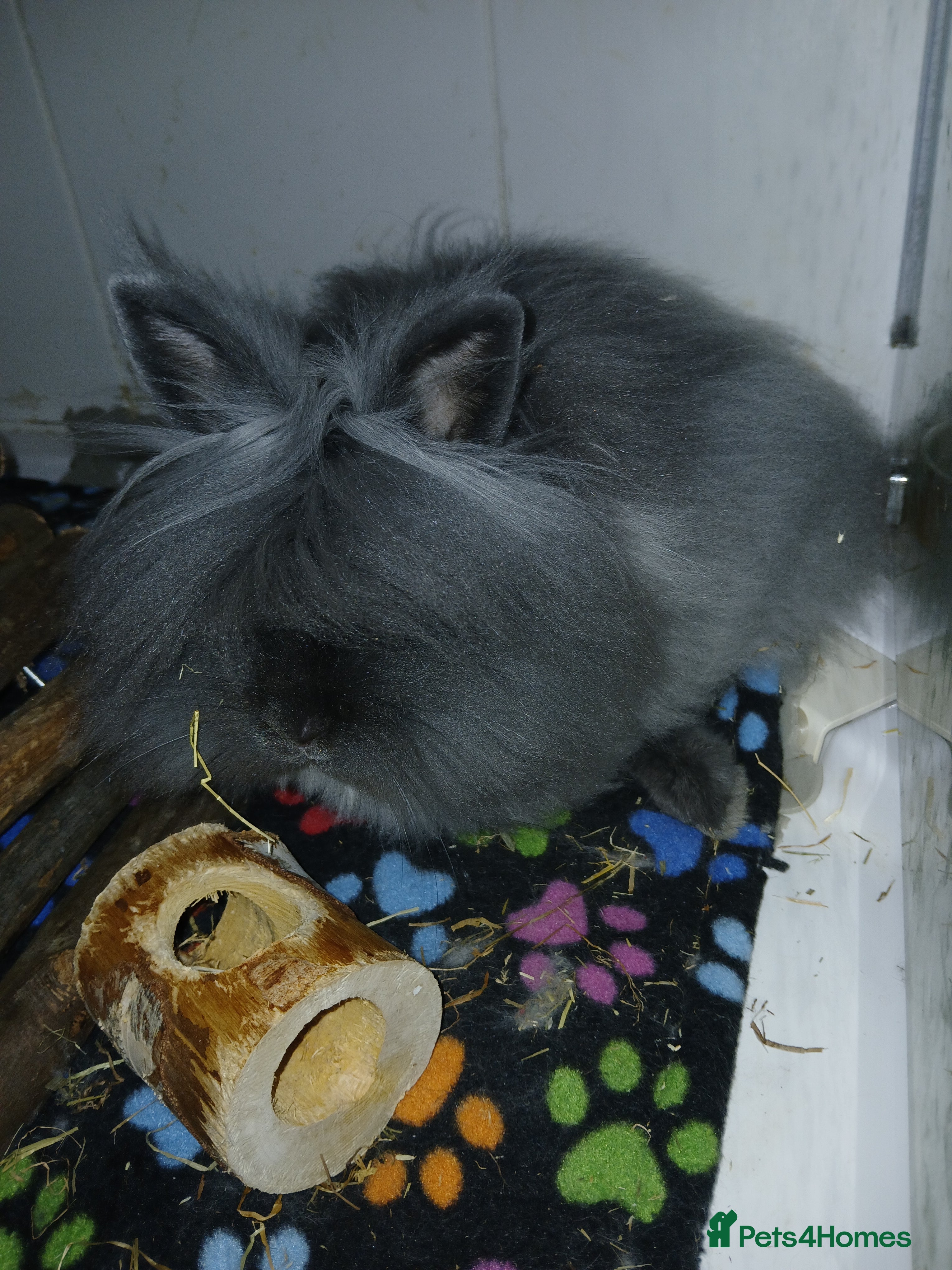 Lionhead rabbits Lionhead baby rabbit - Advert 17