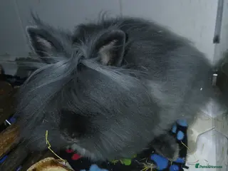 Lionhead rabbits Lionhead baby rabbit - Advert 17