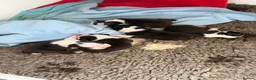 Boston Terrier dogs for sale: Stunning Boston Terrier Puppies  - Advert 3