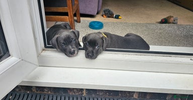 Staffordshire Bull Terrier dogs - Advert 3