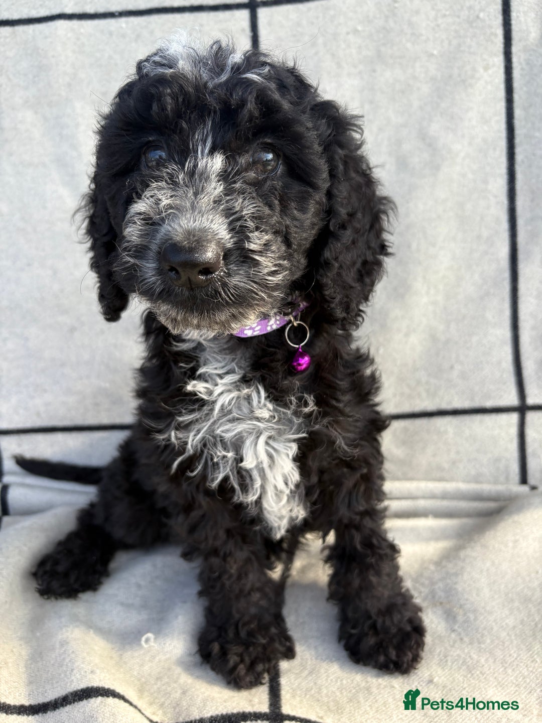 Cockapoo dogs for sale: 🐾STUNNING F1 COCKERPOOS 🐾health tested parents🐾 - Image 16