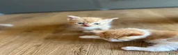 Mixed Breed cats for sale: Healthy Domestic Housecats, Father Unknown - Advert 20