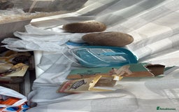 Gerbil rodents for sale: gerbils for sale - Image 3