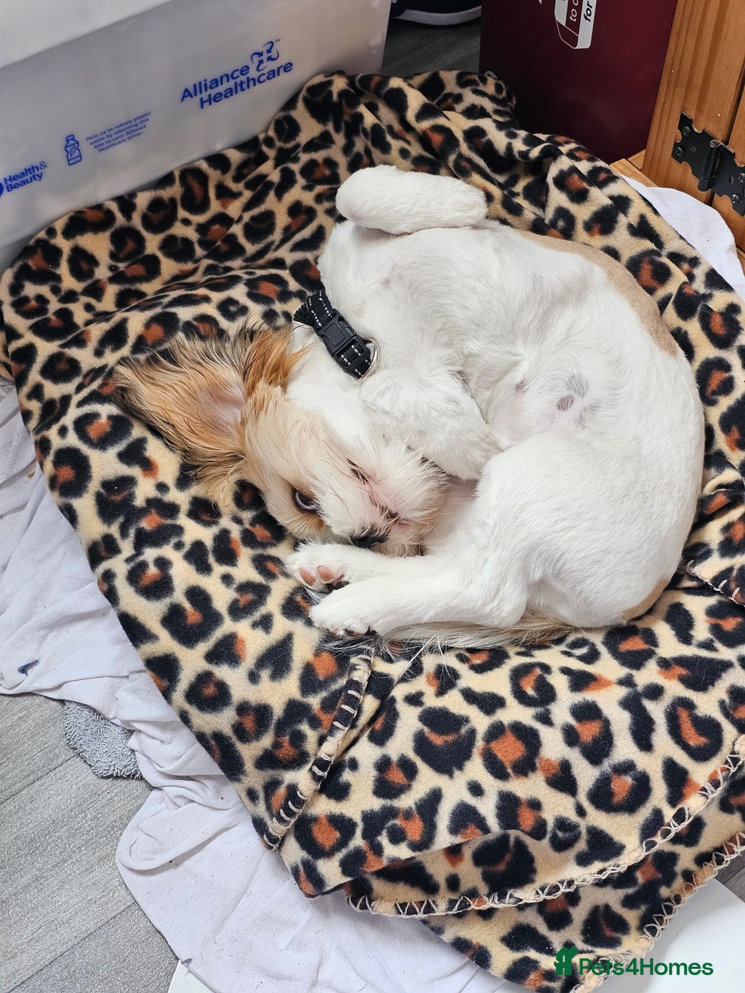 Lhasa Apso dogs for sale: Male Lhasa apso - Image 2