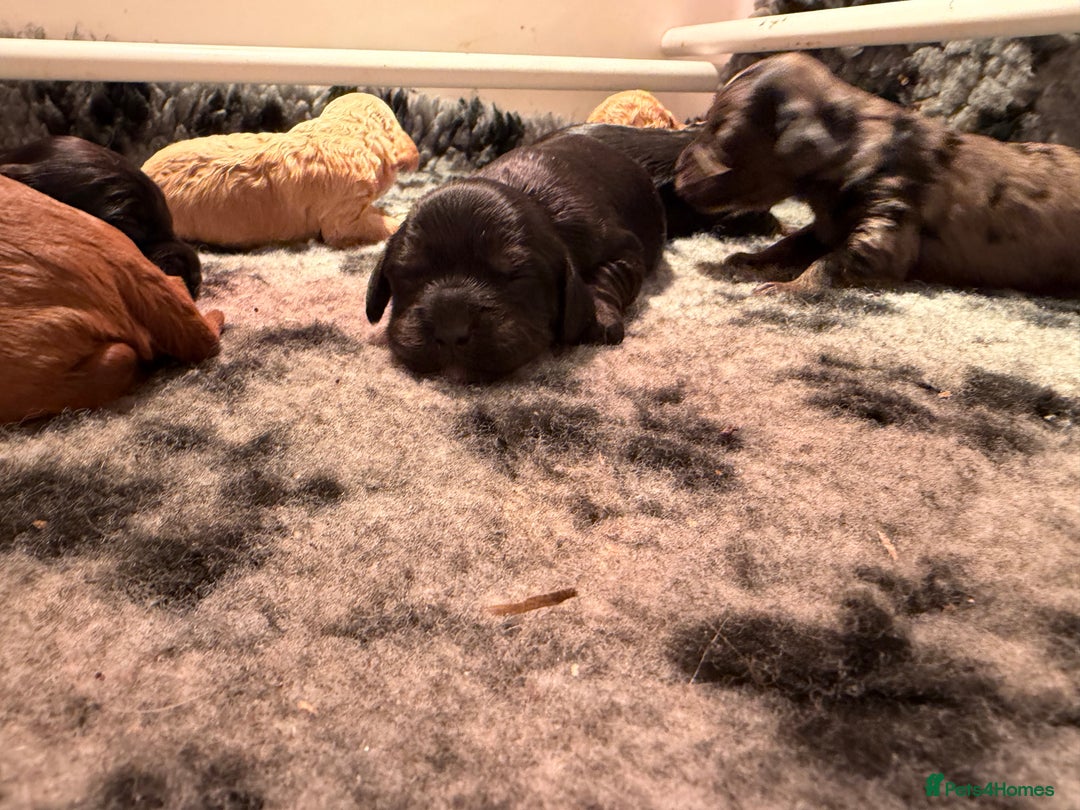 Cavapoo dogs for sale: Top quality F1 Cavapoo puppies - Advert 9