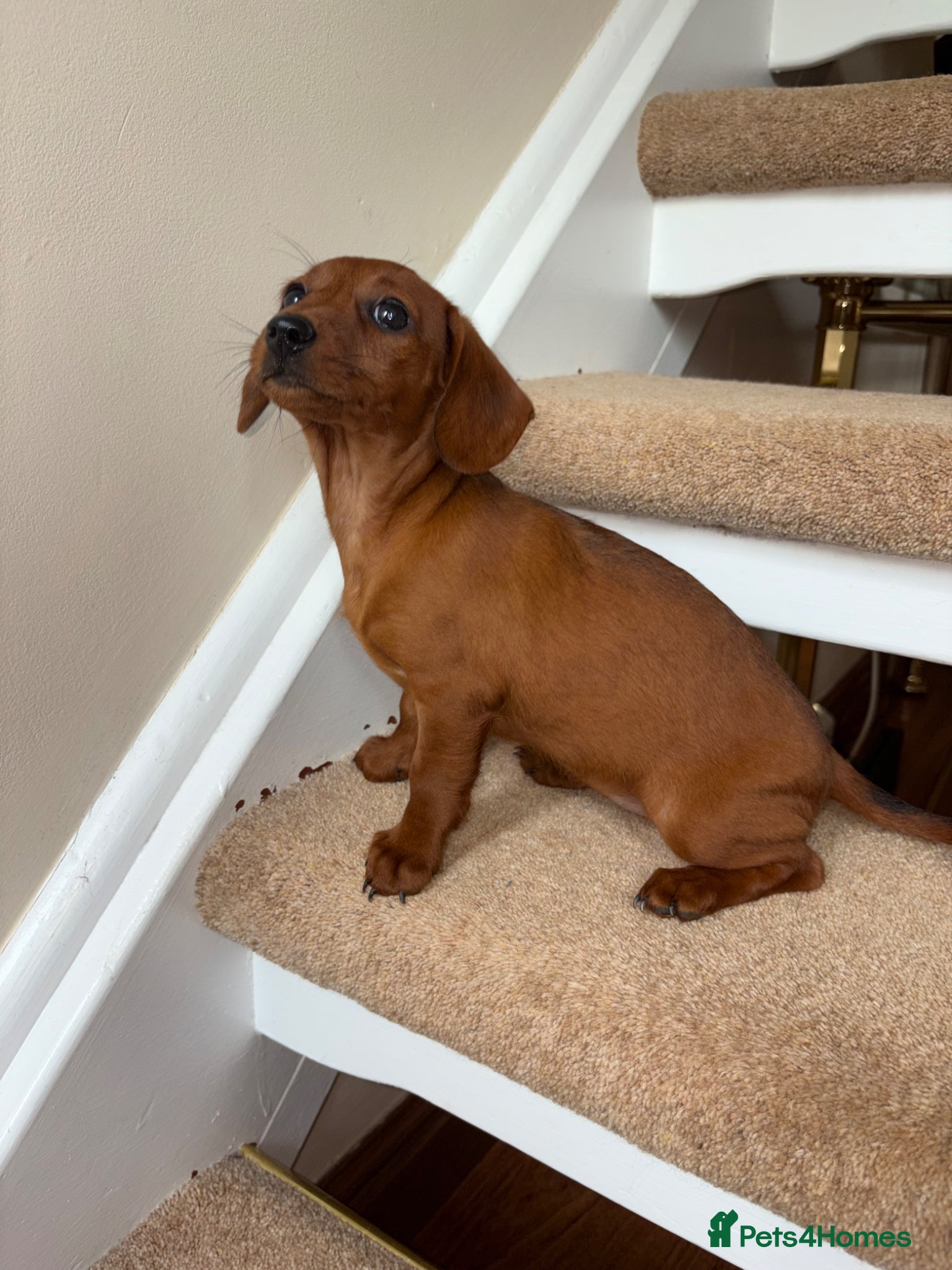 Doxiepoo dogs 💕Last Girl💕Doxiepoo Puppies  - Advert 1