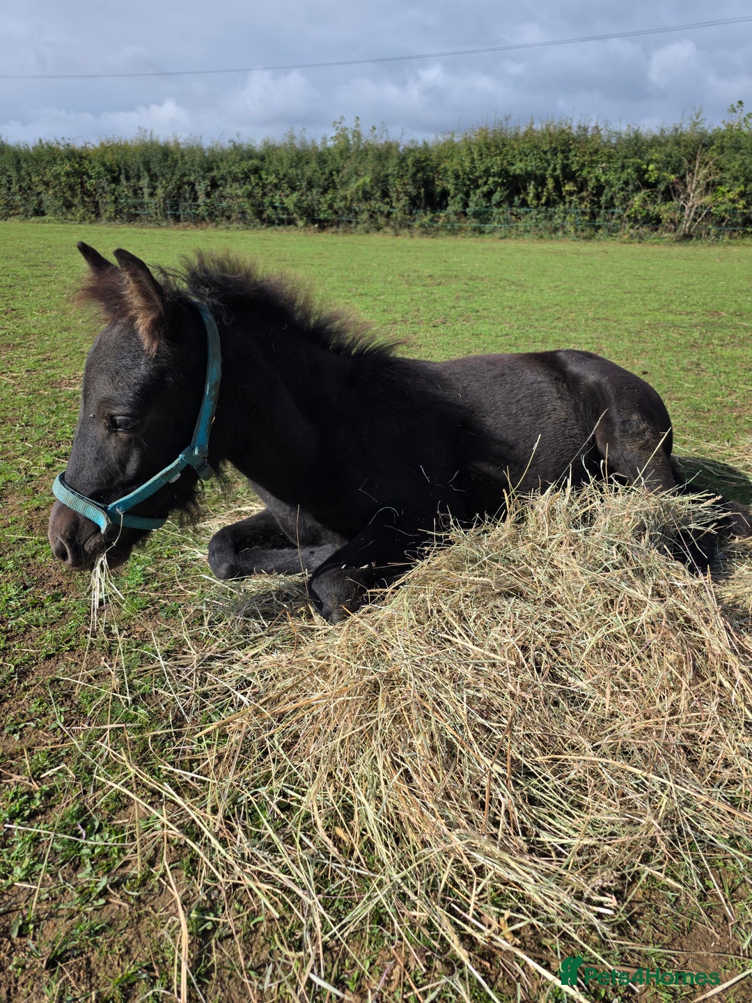 Dartmoor horses for sale: *RODNEY* 6month colt - Advert 5