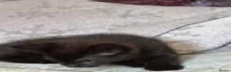 British Shorthair cats for sale: 2 beautiful black kittens  - Advert 3