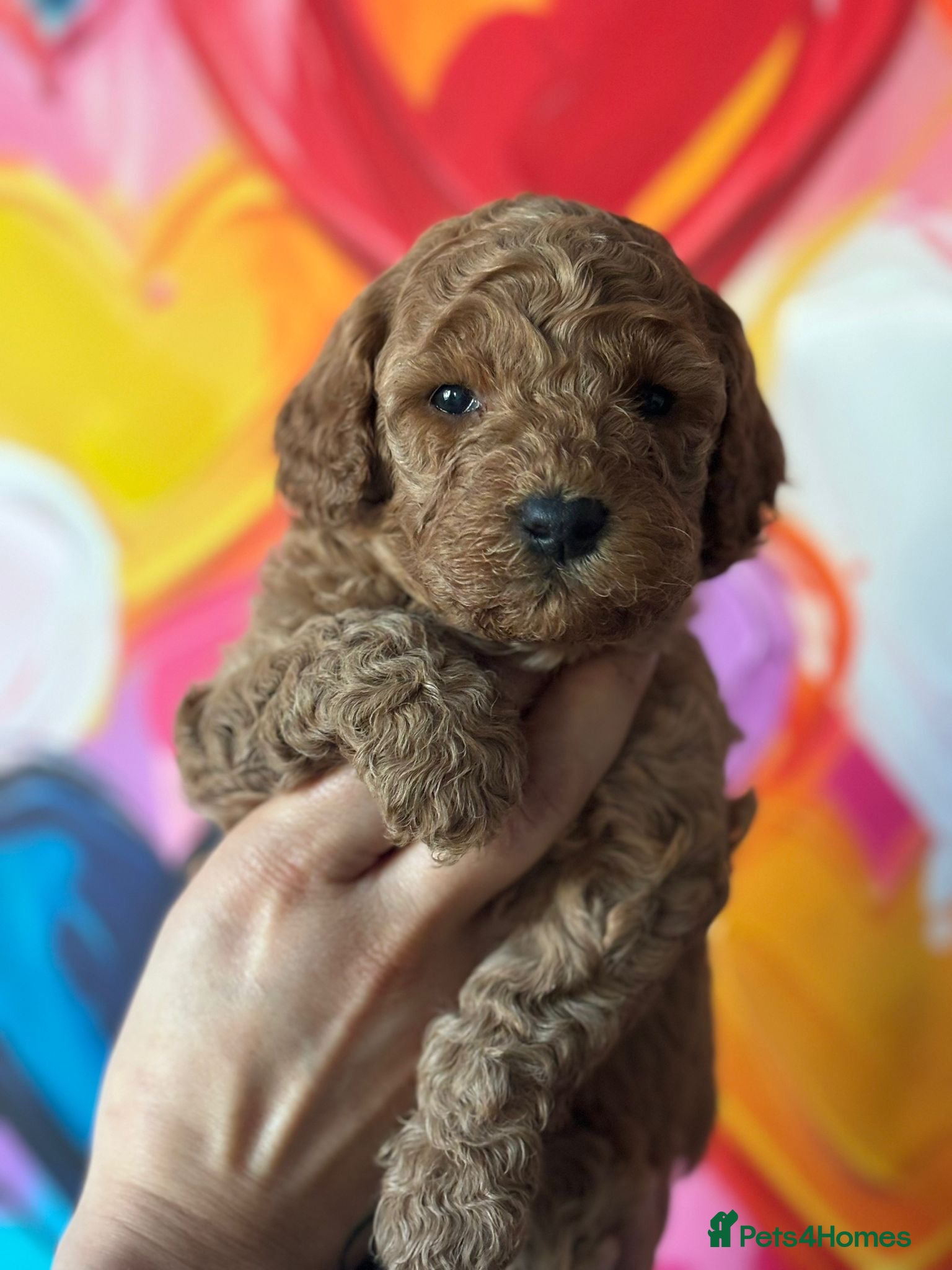 Cockapoo dogs Toy cockapoo - Advert 15