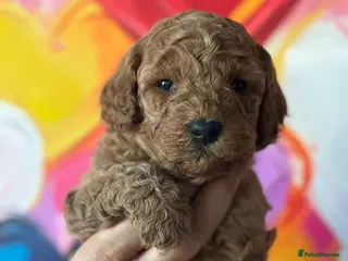 Cockapoo dogs Toy cockapoo - Advert 15