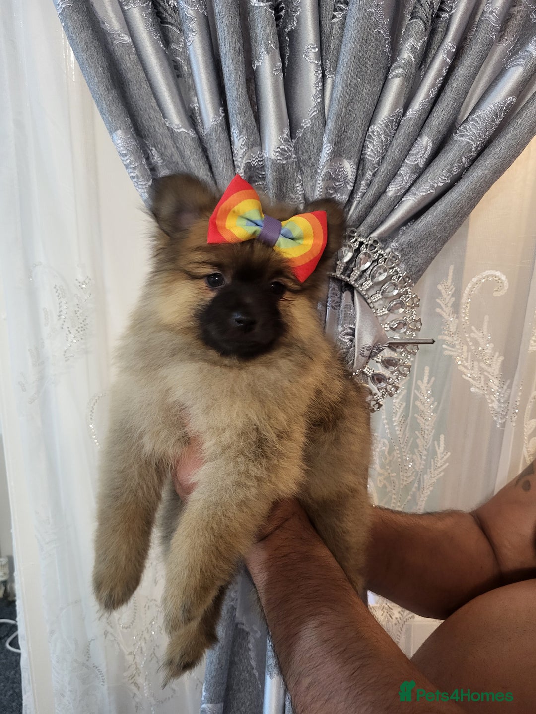 Pomeranian dogs for sale: 1 Teddy Bear  miniature  pomeranian  puppy  in Leicester - Image 1