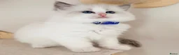 Ragdoll cats for sale: Stunning Champion bloodline TICA Ragdoll kittens - Advert 7