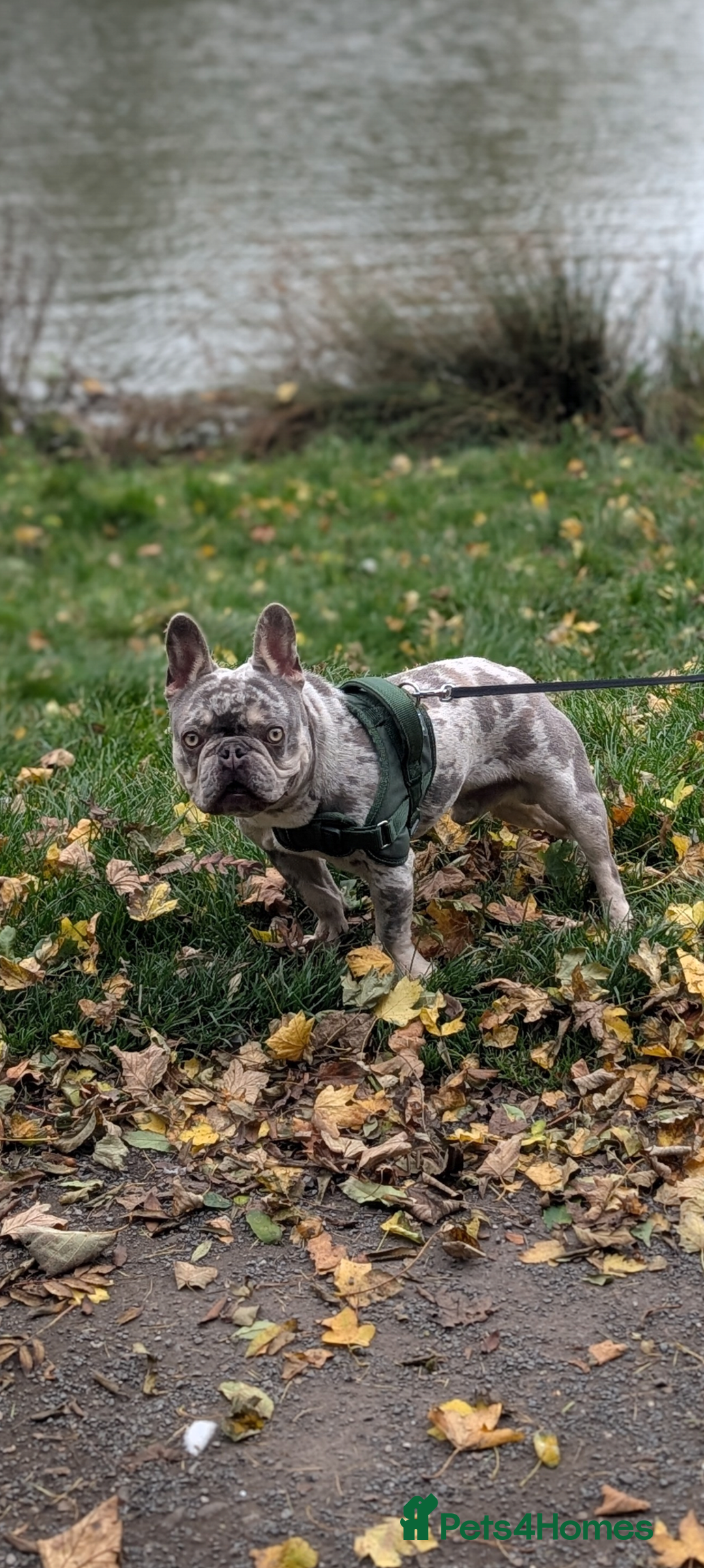 French Bulldog dogs for sale: Beautiful 11 month old merle French Bulldog  - Advert 4