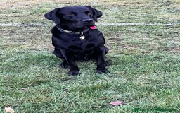 Labrador Retriever dogs for sale: 2beautiful black puppiesAVAILABLE READY to leave. - Image 27