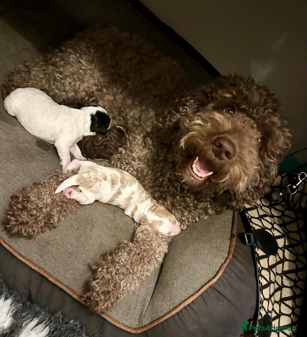 Australian Labradoodle dogs for sale: Australian Labradoodles Puppies - Advert 12