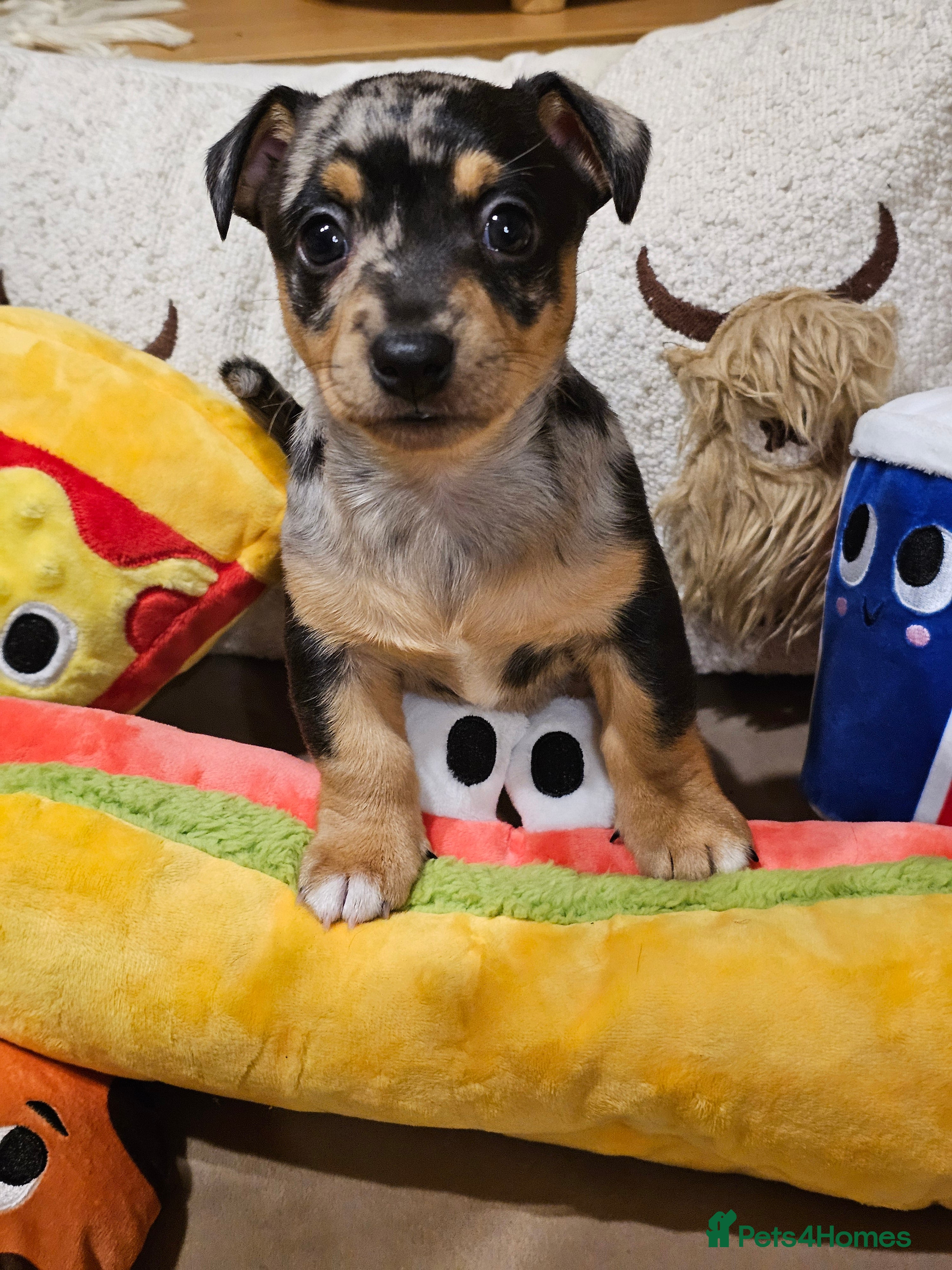 Jack Russell dogs Pure Bred special coloured Jack Russells  - Advert 1