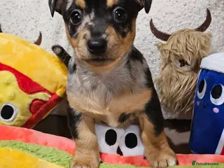 Jack Russell dogs Pure Bred special coloured Jack Russells - Advert 4