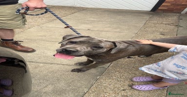 Cane Corso dogs - Advert 18