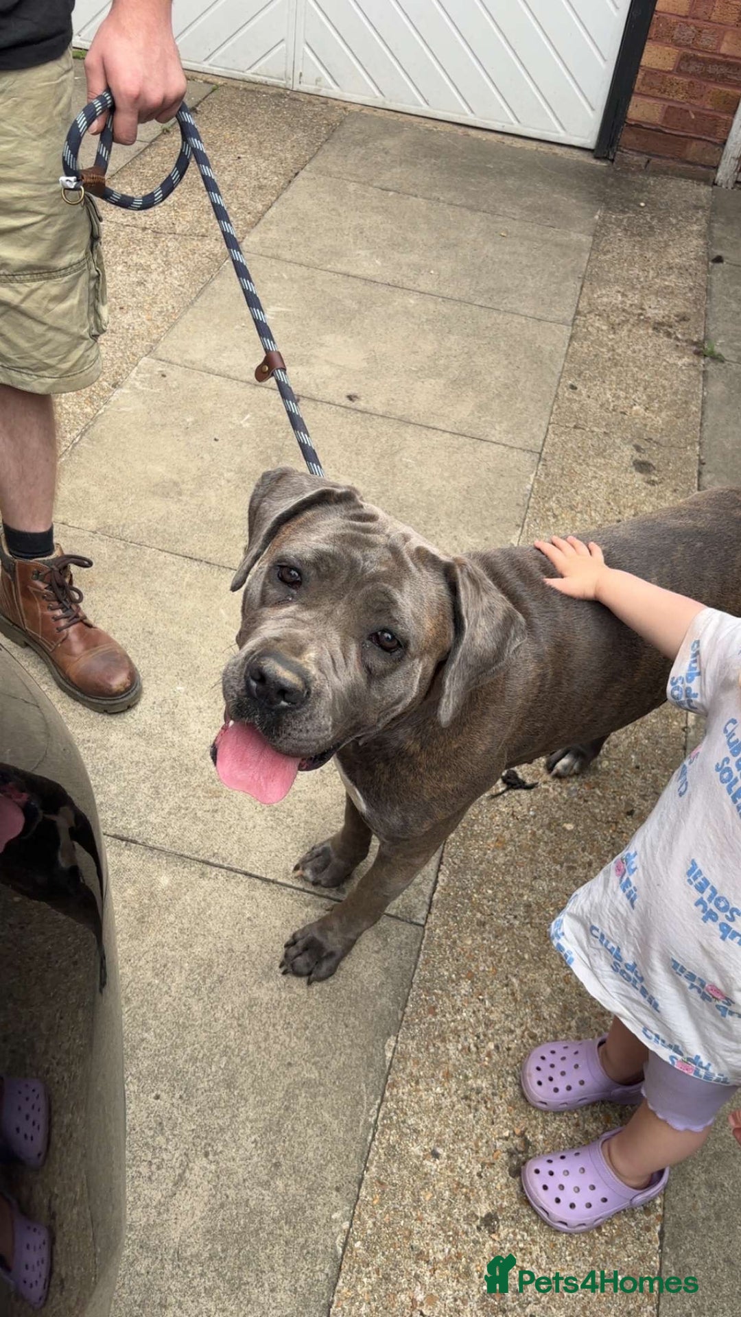 Cane Corso dogs for sale: Bella the Cane Corso  - Image 3