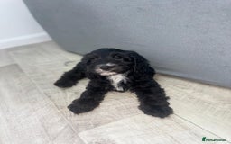 Cockapoo dogs for sale: Beautiful Cockapoo Puppies  - Image 12