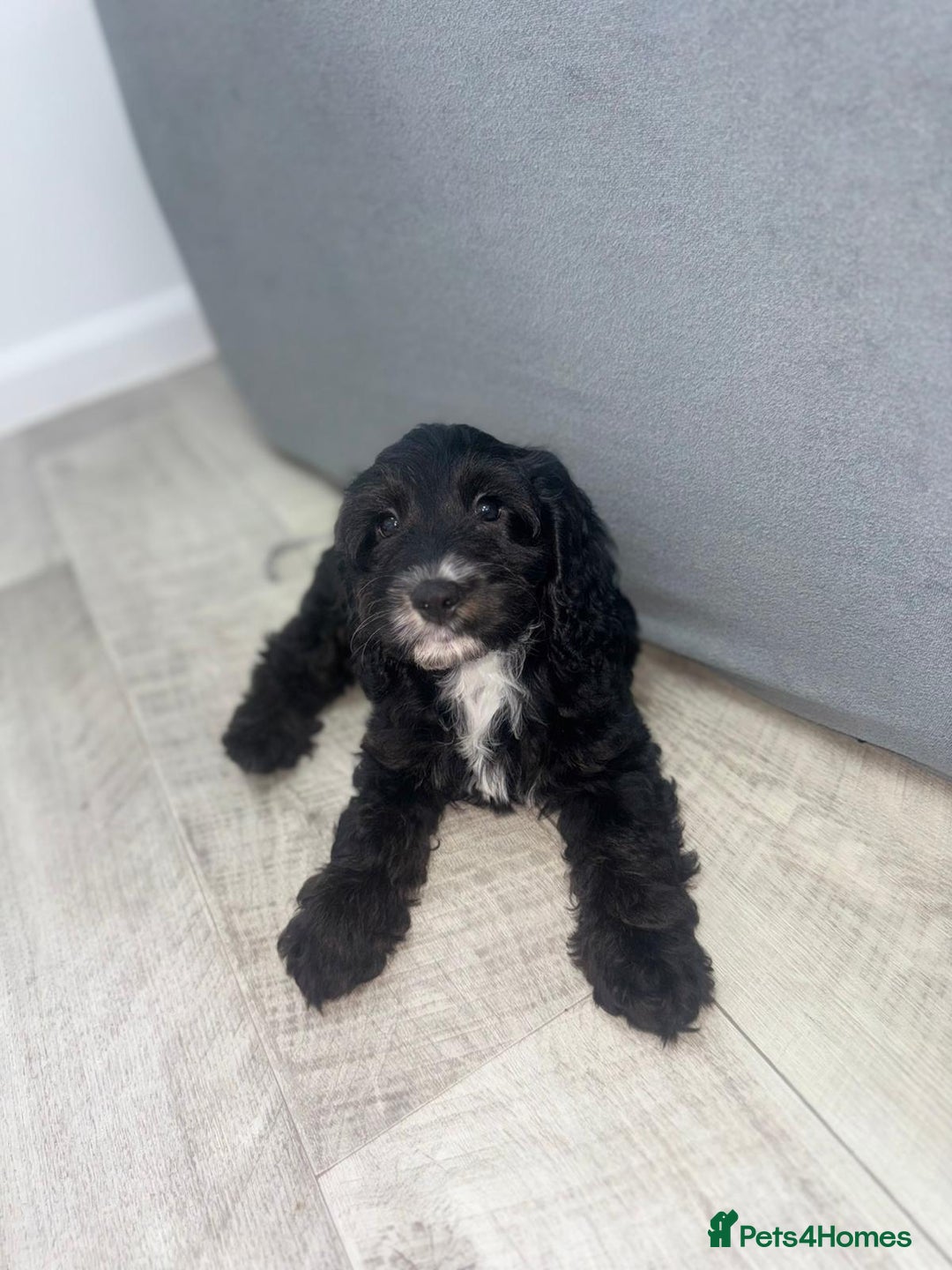 Cockapoo dogs for sale: Beautiful Cockapoo Puppies  - Image 12