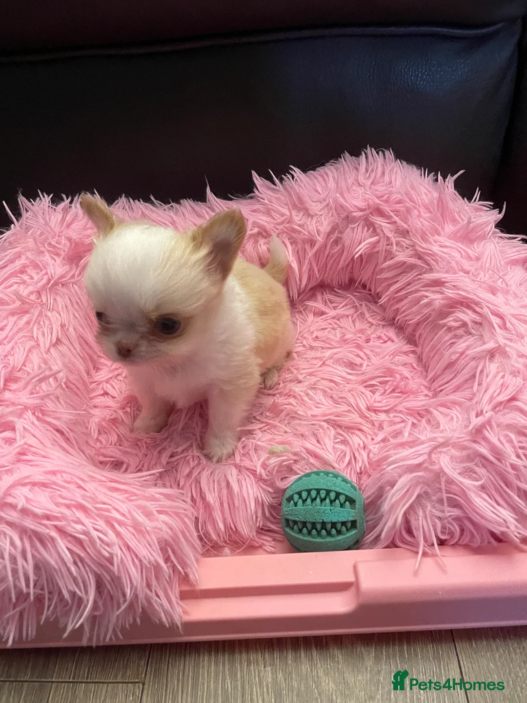 Chihuahua dogs for sale: Gorgeous  little  Longcoat Boy Kc 🌟🌟🌟🌟🌟 - Advert 13