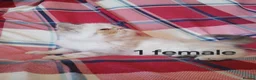 Exotic cats for sale: Blue eyed Colourpoint Persian Exotics  - Advert 7
