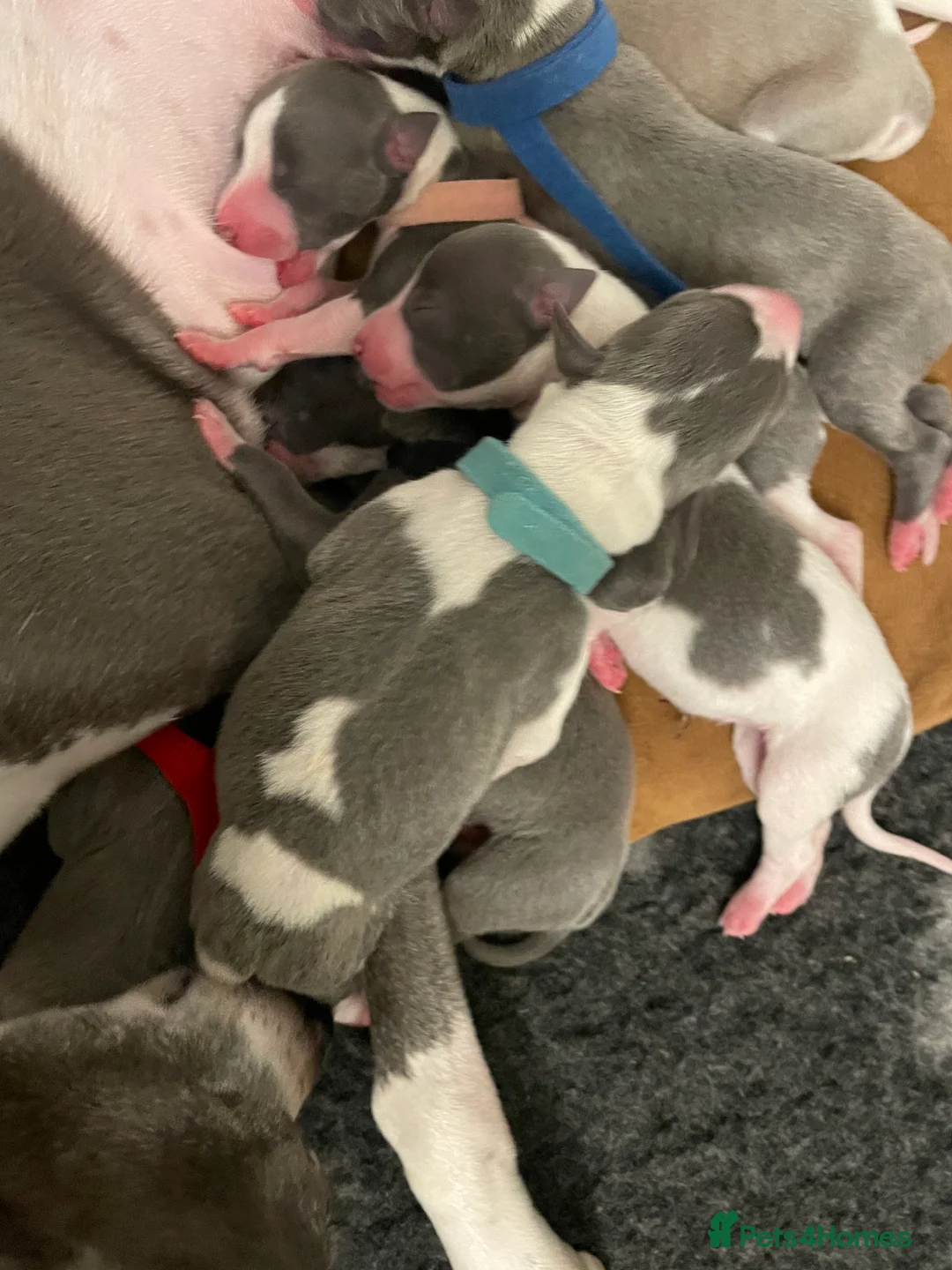 Whippet dogs for sale: KC whippet puppies for sale - Advert 17
