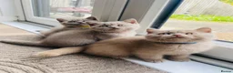 British Shorthair cats for sale: ✨Stunning Lilac  British Shorthair GCCF ✨ - Advert 5