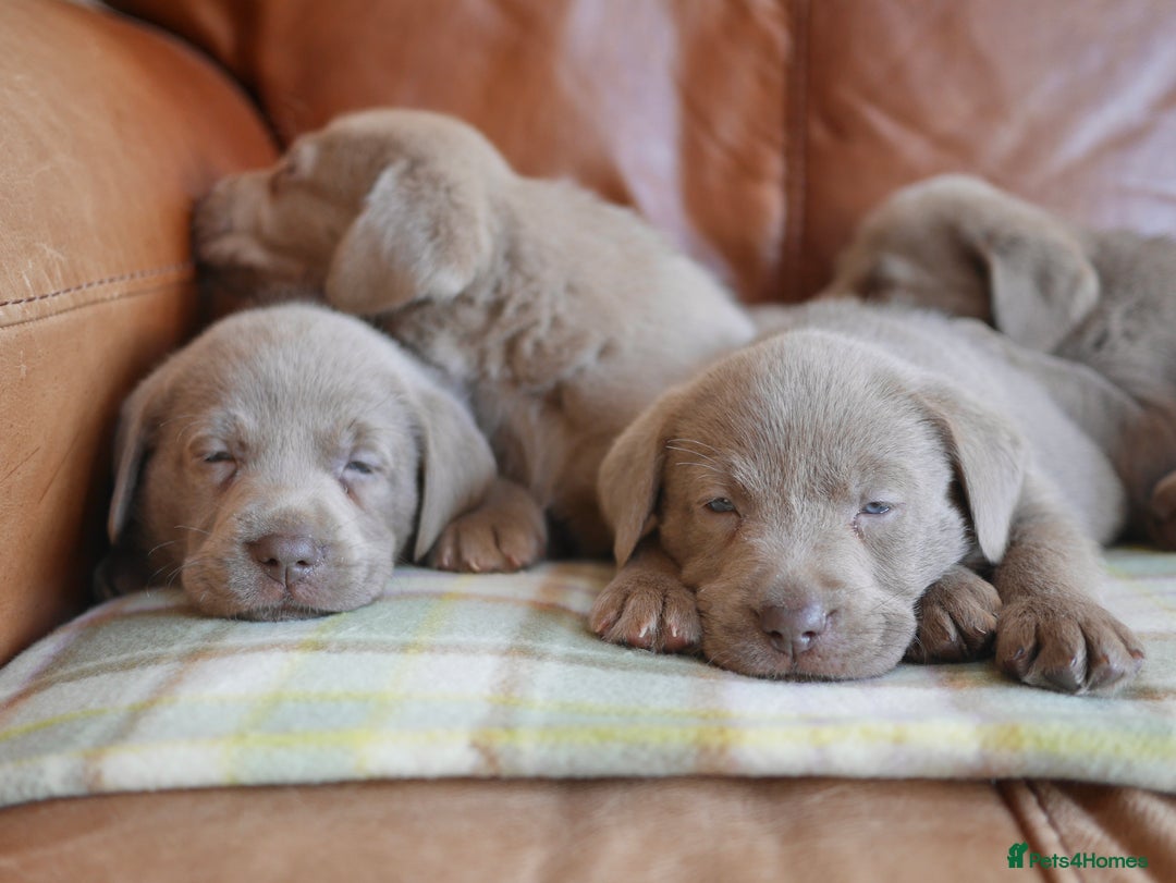 Labrador Retriever dogs for sale: Quality Health Tested Silver Labrador Puppies - Advert 14