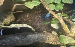 Frog reptiles for sale: 3 blue dart frogs - Image 2