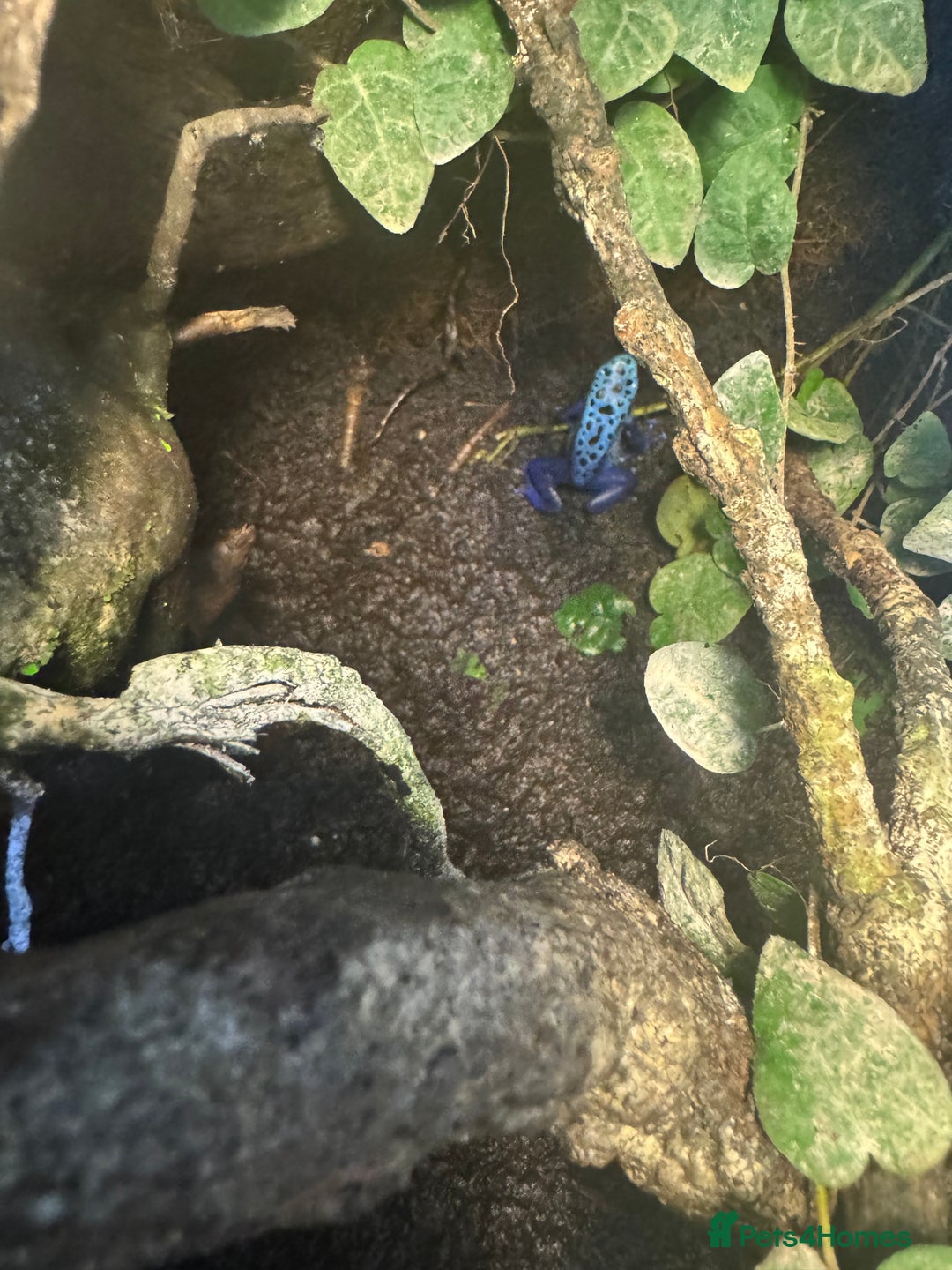 Frog reptiles for sale: 3 blue dart frogs - Image 2