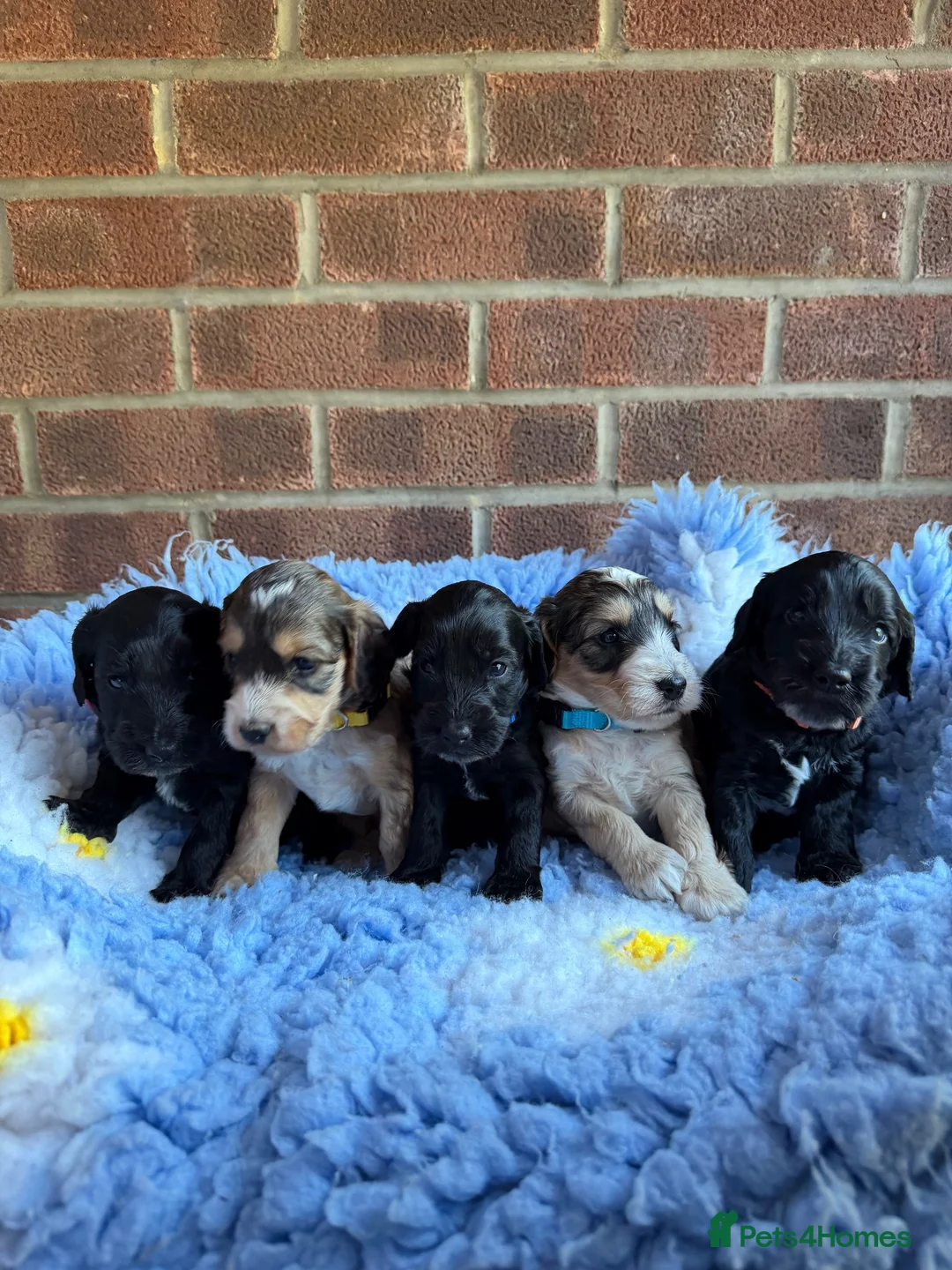 Cockapoo dogs for sale: ⭐️ F1 Cockapoos ~ Health Tested Parents ⭐️ - Advert 1