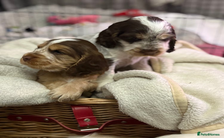 Cocker Spaniel dogs - Advert 5