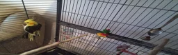 Cockatiels birds for sale: Male cockatiel with 5.5 foot cage - Advert 4