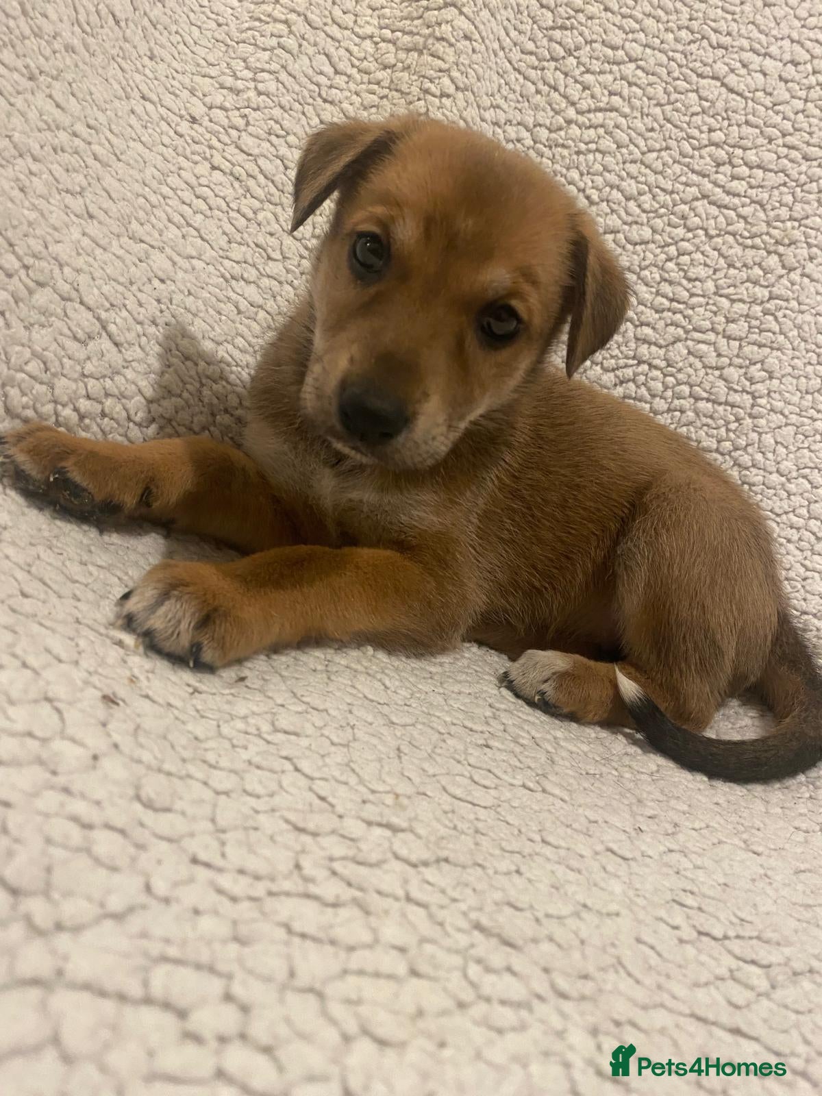 Lurcher dogs     10 beautiful Lurcher Puppies  6 Girls, 4 Boys  - Advert 1