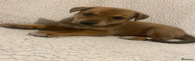 Lurcher 5