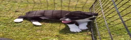 Border Collie dogs for sale: Beautiful Border Collies - Advert 10
