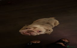 English Bulldog dogs for sale: English bulldog female  - Advert 1